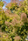Smokebush Golden Spirit #2 Cotinus coggygria