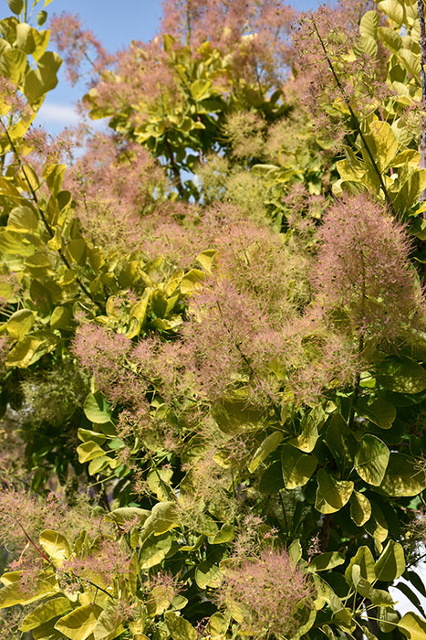 Smokebush Golden Spirit #2 Cotinus coggygria