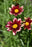 Coreopsis L'L Bng Red Elf PP #1