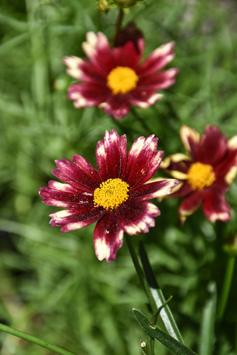 Coreopsis L'L Bng Red Elf PP #1 — Dutch Growers Regina