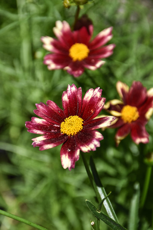 Coreopsis L'L Bng Red Elf PP #1