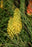 Kniphofia Lemon Popsicle 15cm