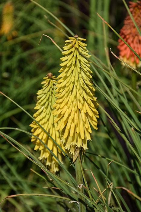 Kniphofia Lemon Popsicle 15cm