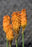 Kniphofia Mango Popsicle 15cm