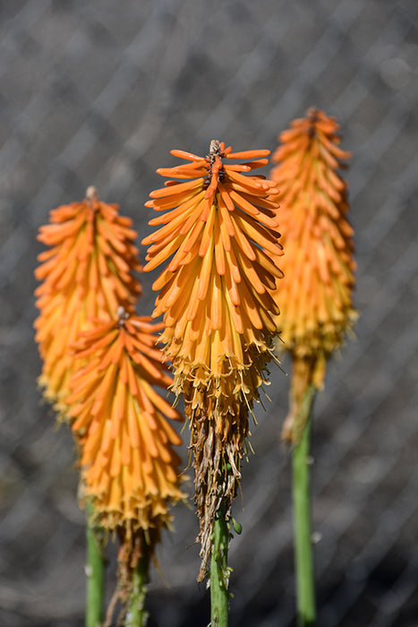 Kniphofia Mango Popsicle 15cm