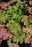 Heuchera Splashberry EX 15cm