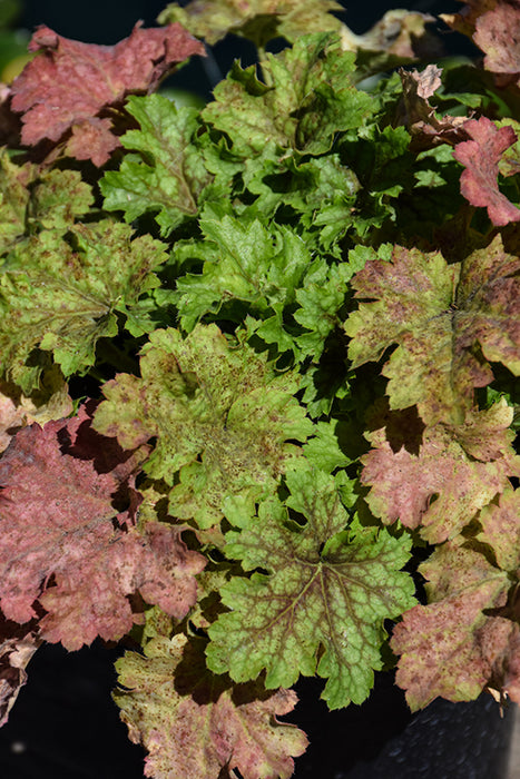 Heuchera Splashberry EX 15cm