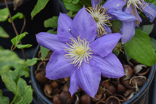 Clematis Cezanne 1 gal ex PER