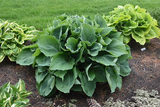 Hosta Blue Angel 1gal