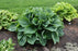 Hosta Blue Angel 1gal
