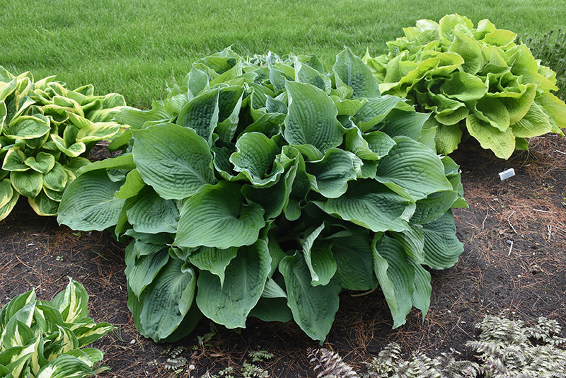 Hosta Blue Angel 1gal