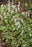 Tiarella cutting Edge 17cm