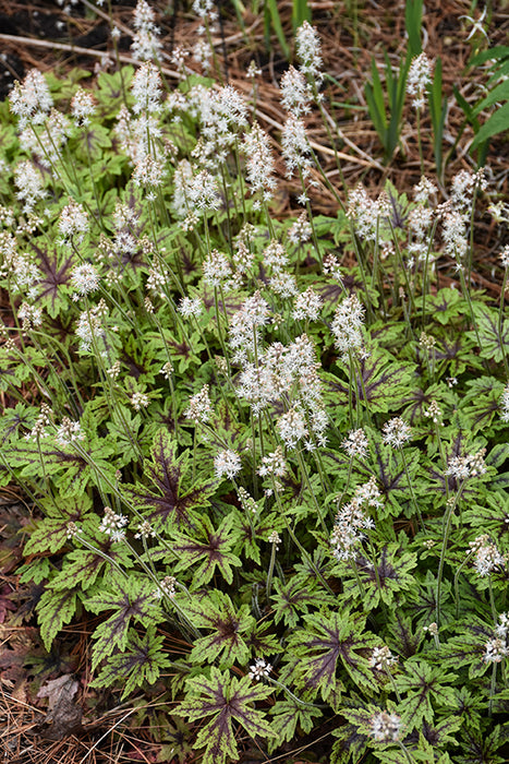 Tiarella cutting Edge 17cm