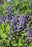 Baptisia Decadence Blueberry Sundae 17cm