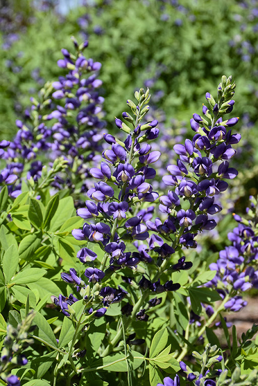 Baptisia Decadence Blueberry Sundae 17cm
