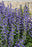 Baptisia Decadence Deluxe Periwinkle popsicle  17cm