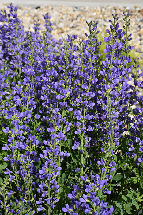 Baptisia Decadence Deluxe Periwinkle popsicle  17cm