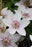 Clematis Corinne 1 gal ex per