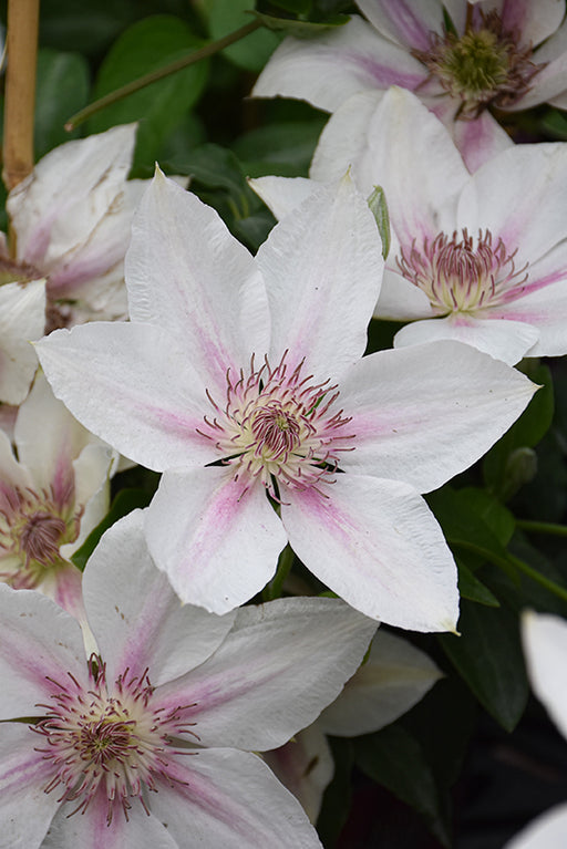 Clematis Corinne 1 gal ex per
