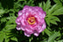 Peony Paeonia Itoh First Arrival 1 Gal