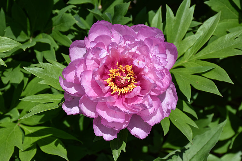 Peony Paeonia Itoh First Arrival 1 Gal