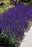 Salvia nem Caradonna 11cm