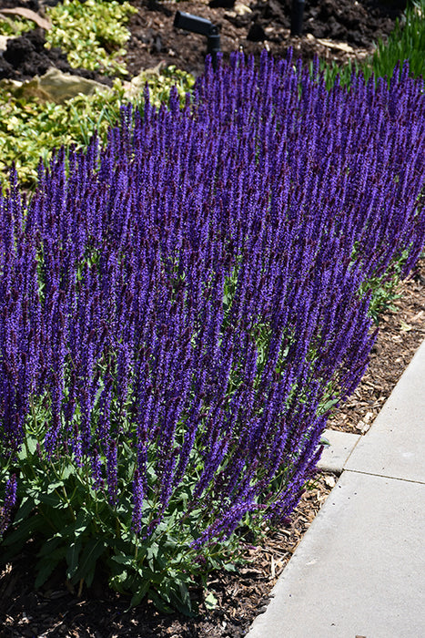 Salvia nem Caradonna 11cm