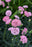 Dianthus Pretty Poppers Apple blossom B ex 15cm