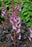 Astilbe Darkside of the moon #1