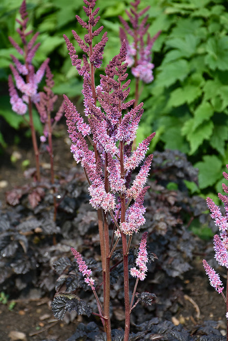 Astilbe Darkside of the moon #1