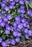 Campanula Mini Marvels Midnight