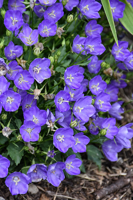 Campanula Mini Marvels Midnight