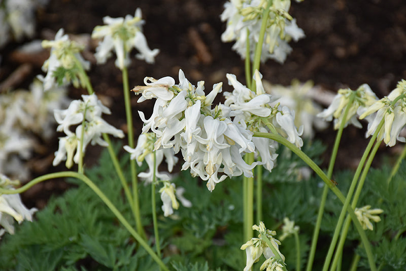 Bleeding Heart Dicentra PW White Diamonds 1 GAL
