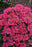 Monarda didyma Pardon My Cerise