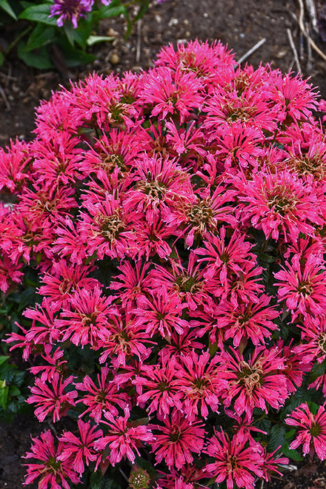 Monarda didyma Pardon My Cerise