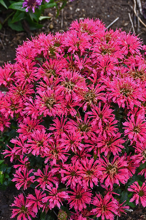 Monarda didyma Pardon My Cerise