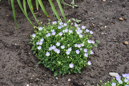 Campanula Twilight 1g