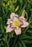 Daylily Hemerocallis Handwriting on the wall
