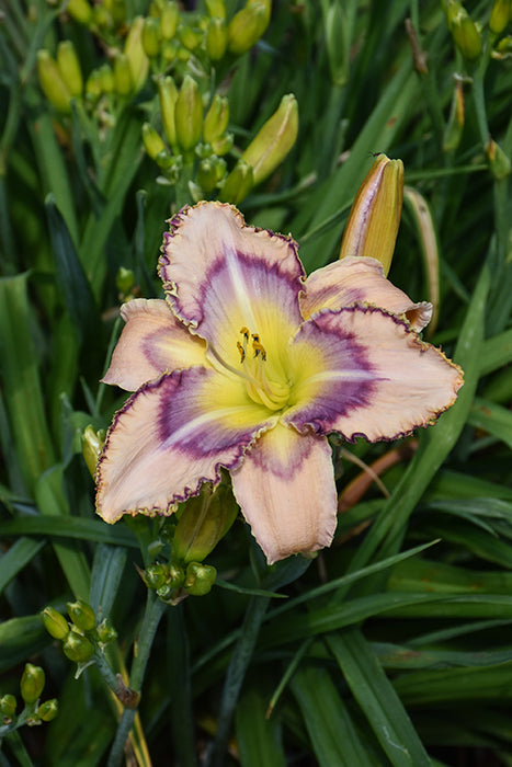 Daylily Hemerocallis Handwriting on the wall
