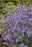 Lavandula Essence Purple #2