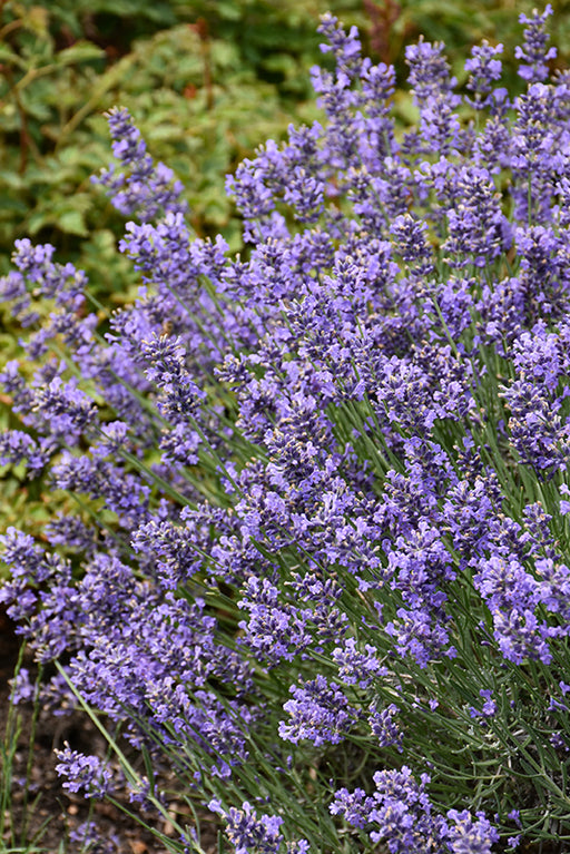 Lavandula Essence Purple #2