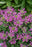Monarda didyma Pardon my Lavender 17cm
