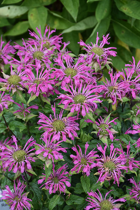 Monarda didyma Pardon my Lavender 17cm