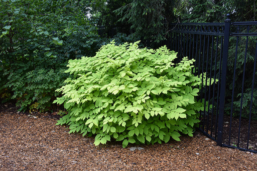 Spikenard Aralia Sun King #1