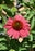 Echinacea Vintage Watermelon 11cm