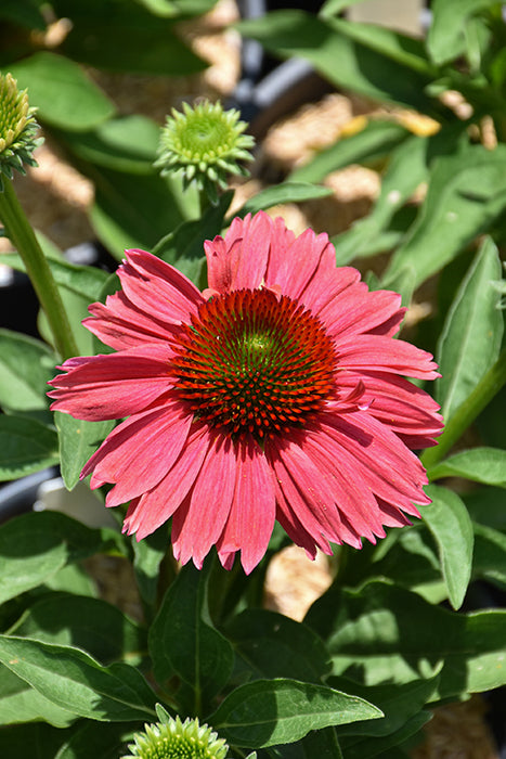 Echinacea Vintage Watermelon 11cm