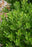 Ilex Glab Nordic #2