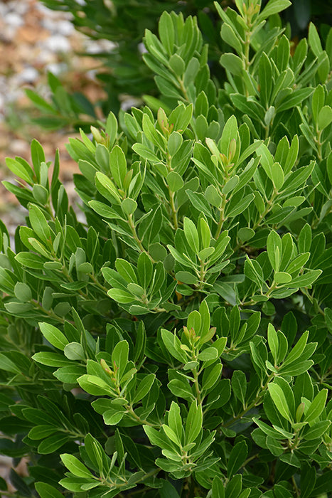 Ilex Glab Nordic #2