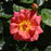 Rose Hardy Rise Up  Emberays #2