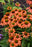 Echinachea Soft Orange 15cm